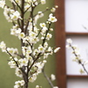 冬の華♪2