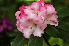 石楠花♪4