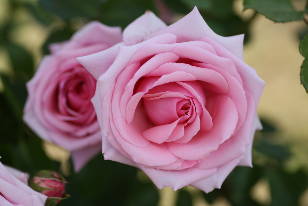 微笑みの薔薇♪２