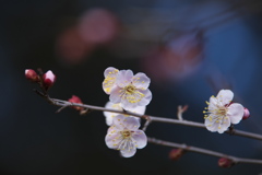 神社の梅Ⅱ♪1