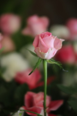 １月の薔薇♪７