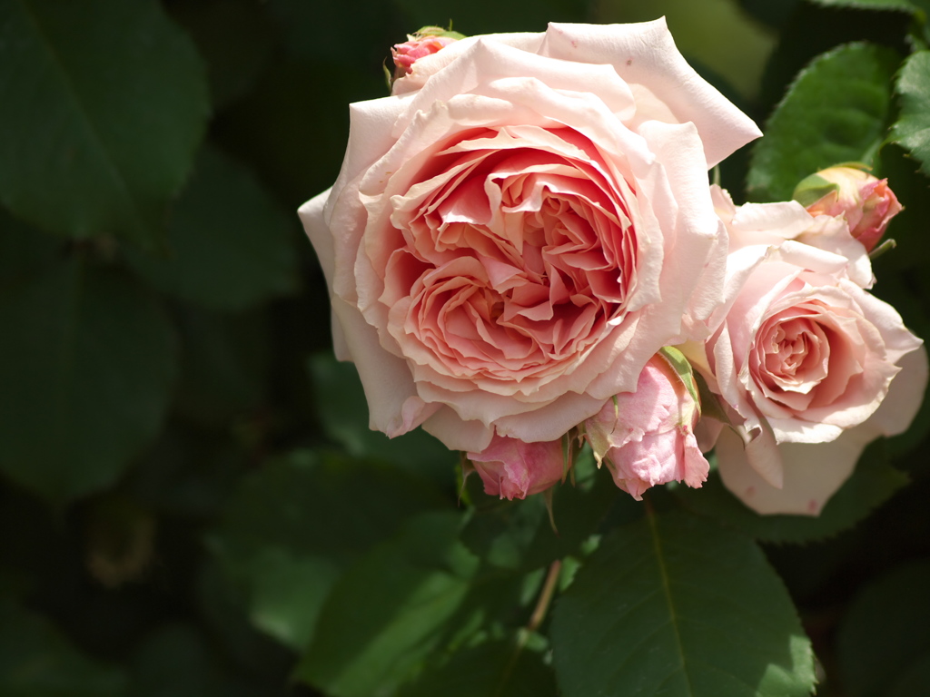敷島公園の薔薇♪９