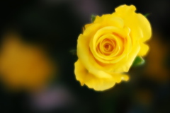 １月の薔薇♪８