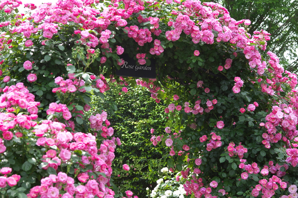 薔薇香る頃♪1