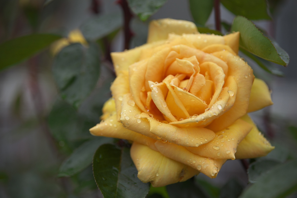 雨の日の薔薇♪1