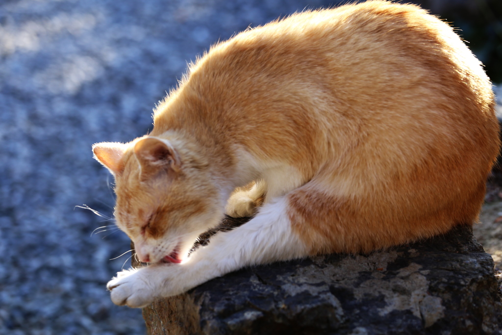 唐沢山の猫さん♪4