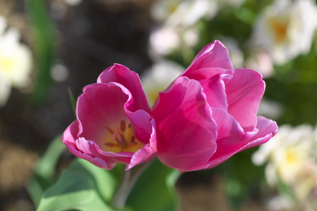 咲いた咲いた♪3