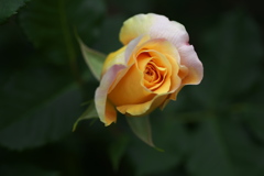 5月の薔薇♪3