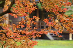 紅葉の頃・田母沢御用邸記念公園♪7