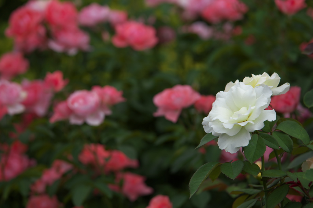 真夏の薔薇♪1