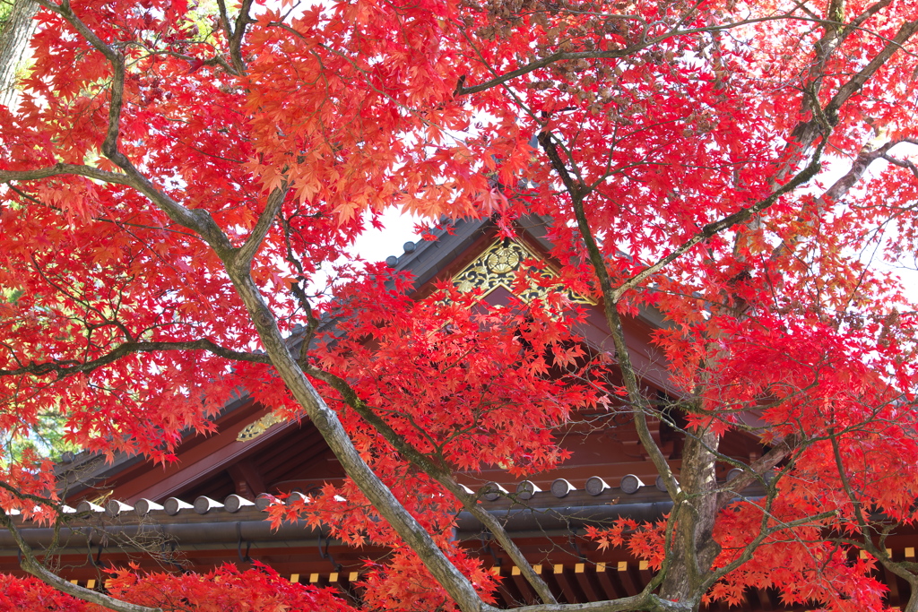 日光紅葉Ⅱ♪5