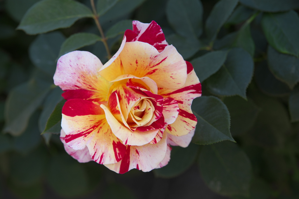薔薇香る頃Ⅱ♪1