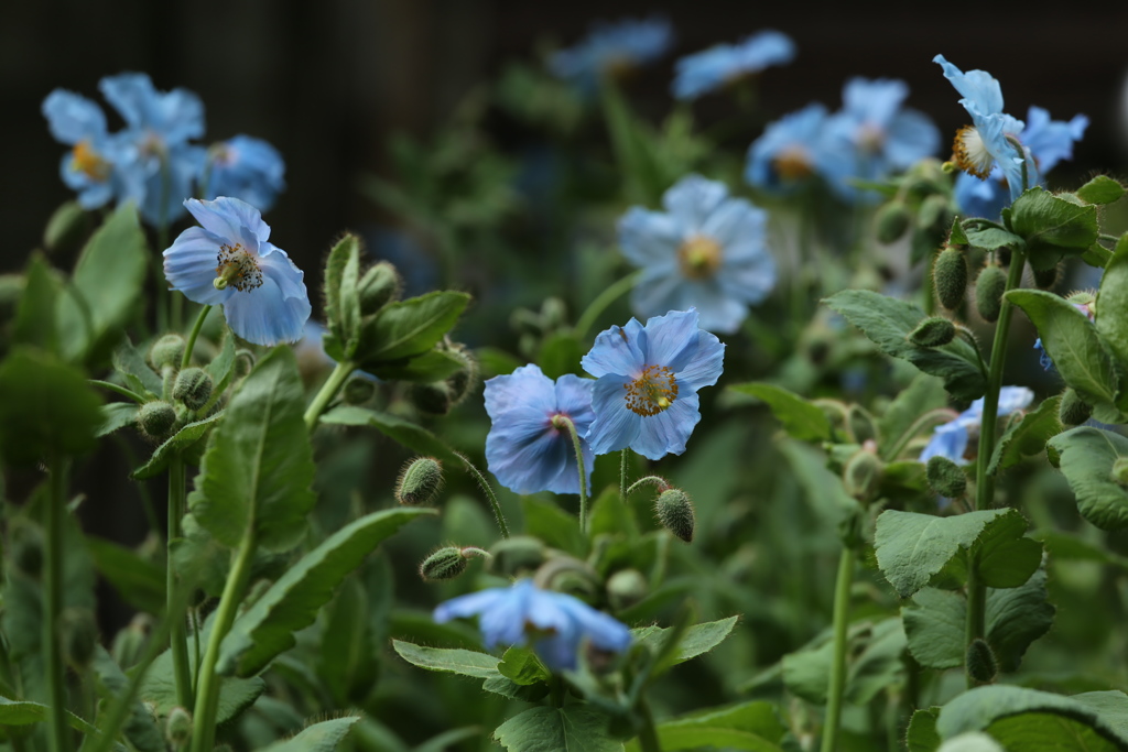 ヒマラヤの青いケシ♪4