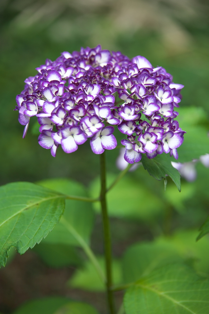 紫陽花・磯山神社♪8
