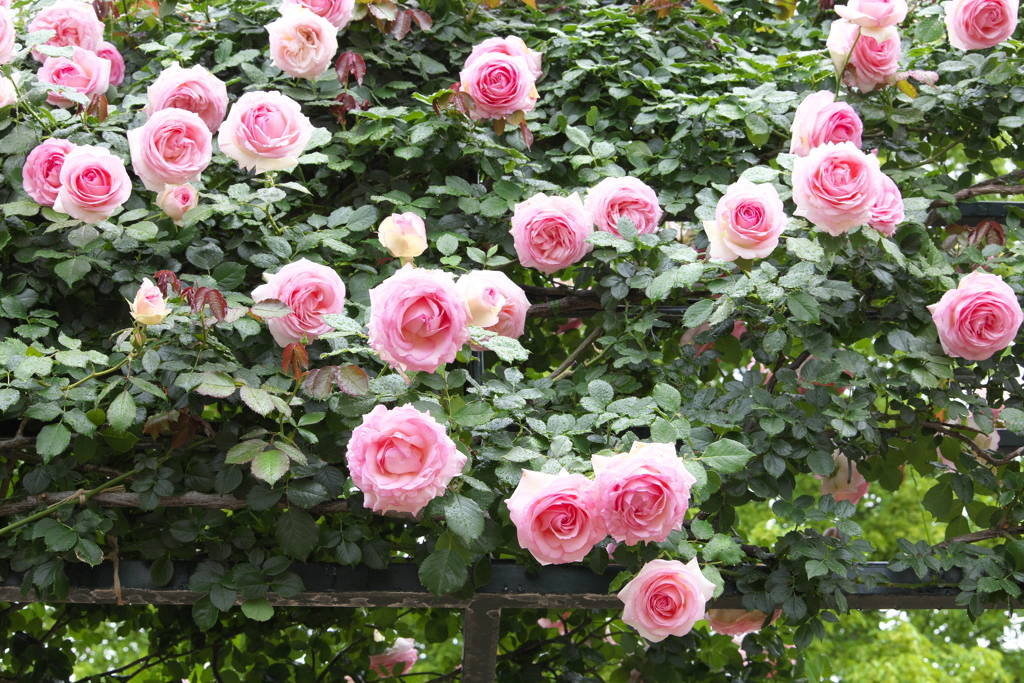 雨の日の薔薇♪4
