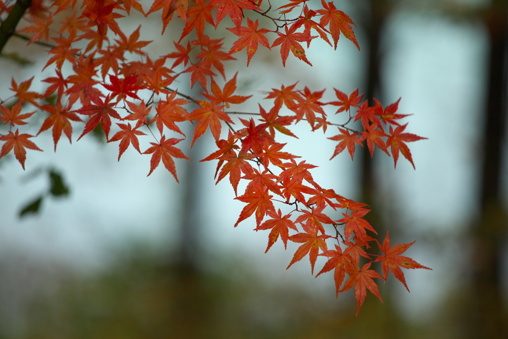 水辺の紅葉♪8