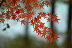 水辺の紅葉♪8