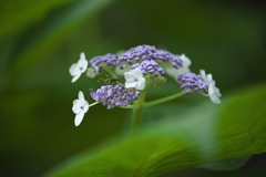 自然園の夏Ⅱ♪1