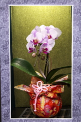 洋ラン美術館♪10