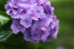 礒山神社の紫陽花♪12