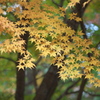 紅葉・あわの街道♪8