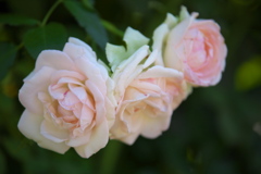 真夏のフラワーパーク♪13