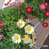 花木センターにて♪１