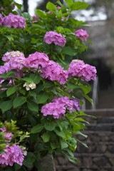 紫陽花・日枝神社♪3