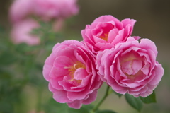 薔薇の微笑み♪11