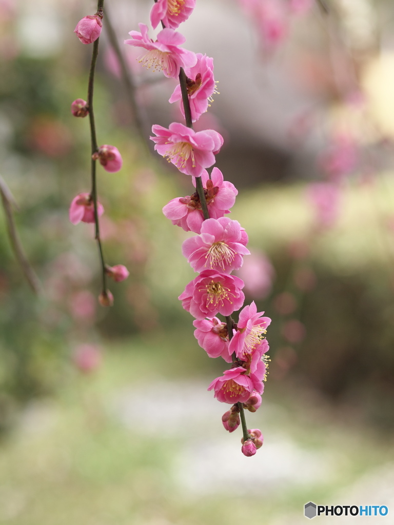 早春の万葉庭園♪1