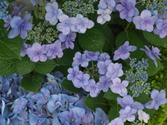 紫陽花シンフォニー♪９