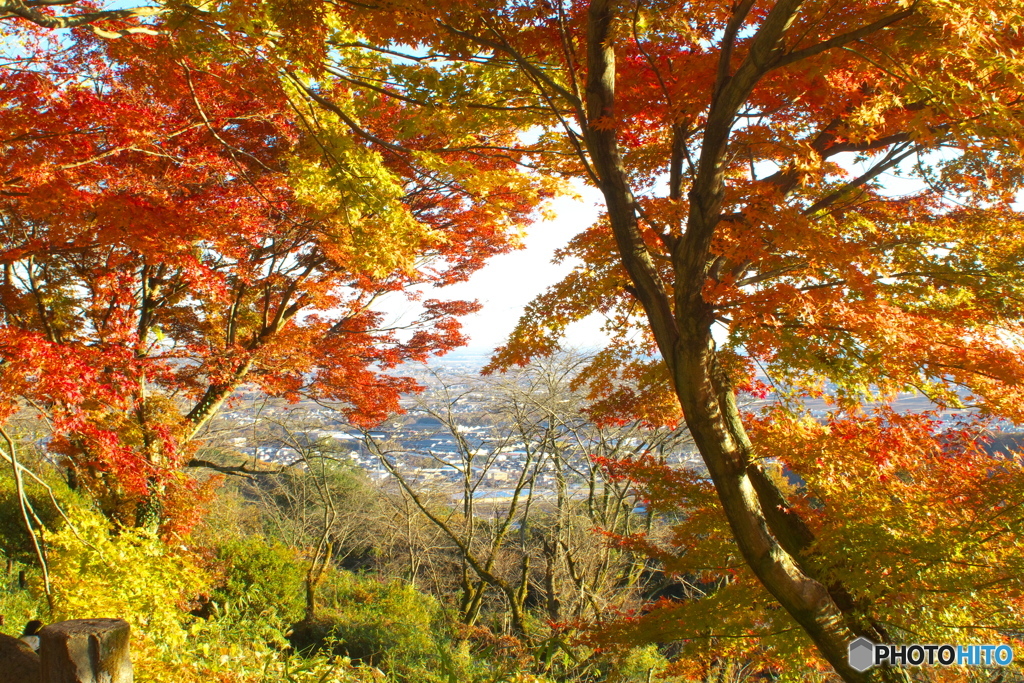 太平山の紅葉