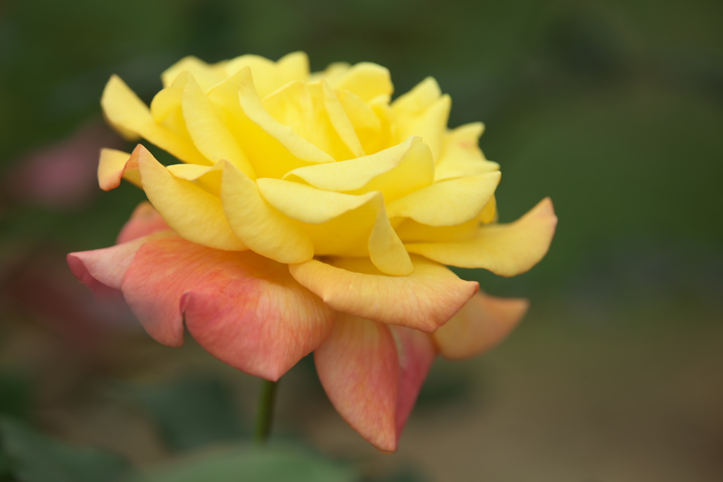 薔薇の微笑み♪3