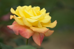 薔薇の微笑み♪3