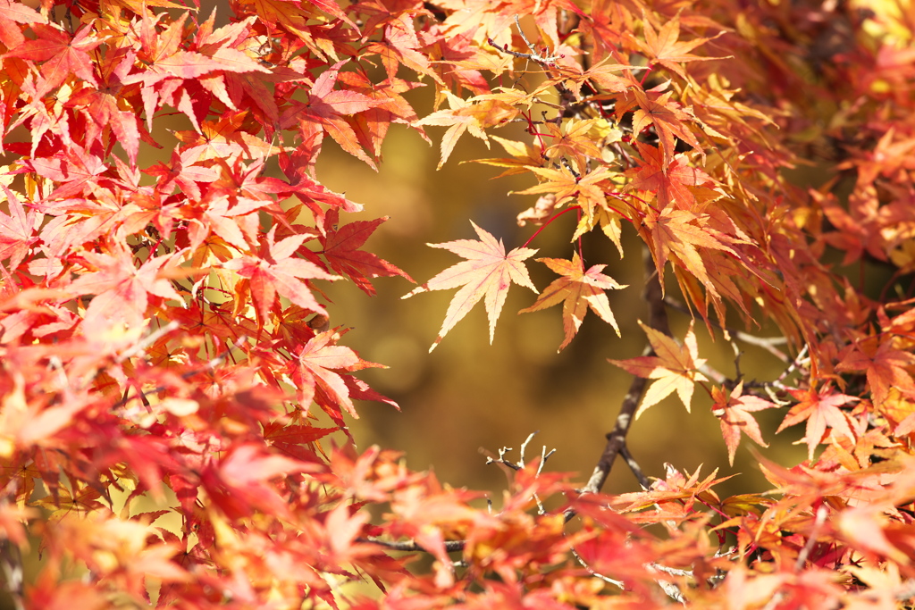 渓流沿いの紅葉♪10