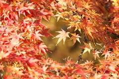 渓流沿いの紅葉♪10