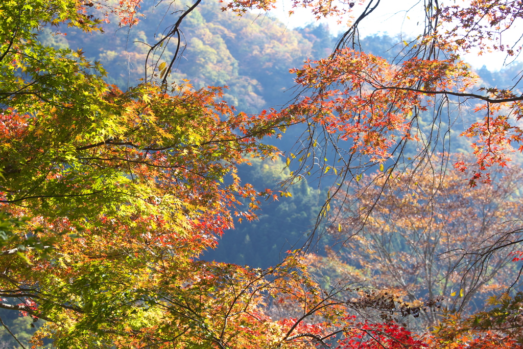 紅葉・日光の秋♪5