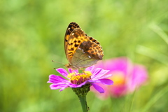 晩夏の花農場♪1