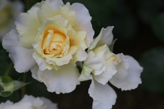 初夏のフラワーパーク♪9