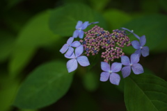 紫陽花・はじまりの頃♪3