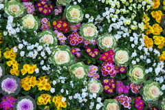 新年おめでとうございます♪5