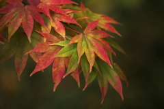 崇禅寺・紅葉の頃♪10