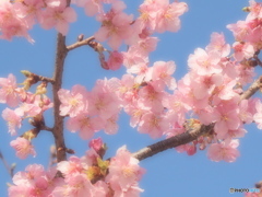 ふんわり河津桜♪2