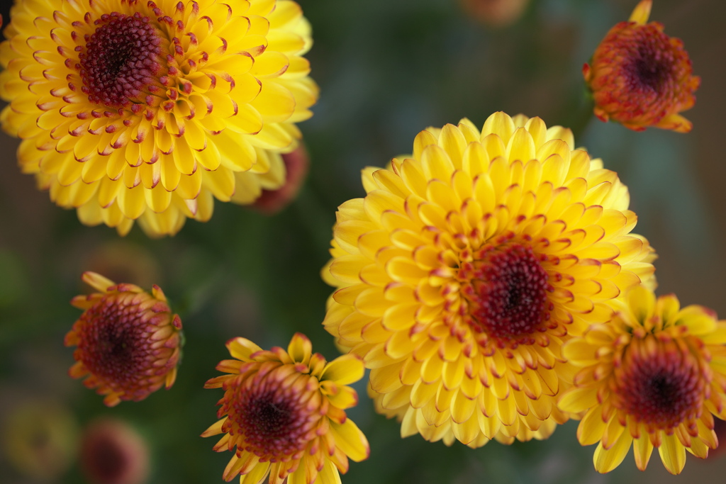 フェスティバルの花たち♪2