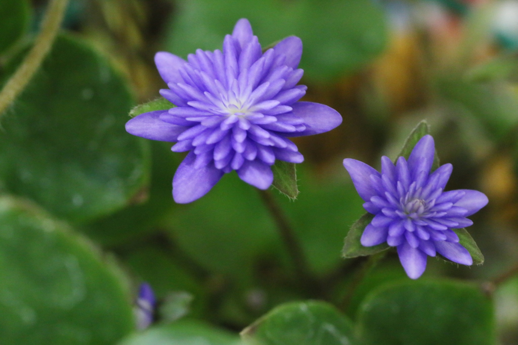 ちっちゃな雪割草♪３