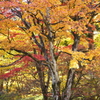 紅葉・田母沢御用邸♪3