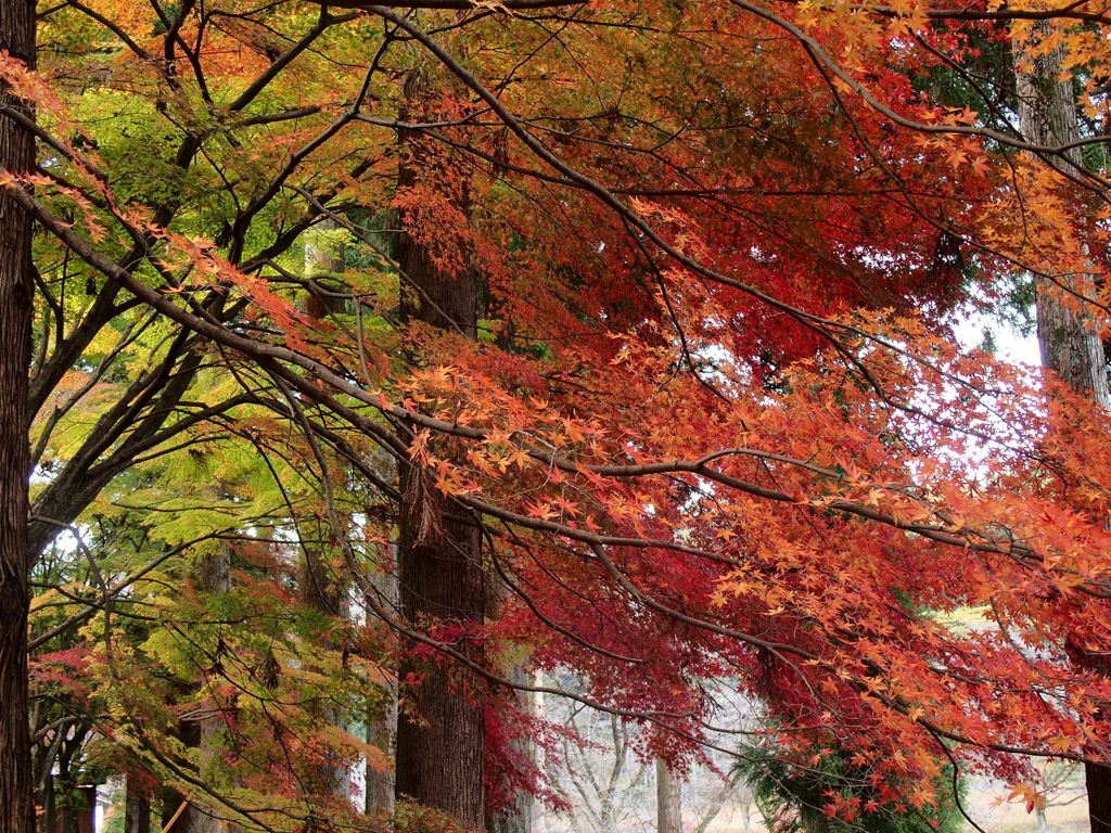 紅葉・金蔵院♪4