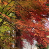 紅葉・金蔵院♪4