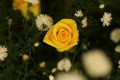 黄色い薔薇♪2
