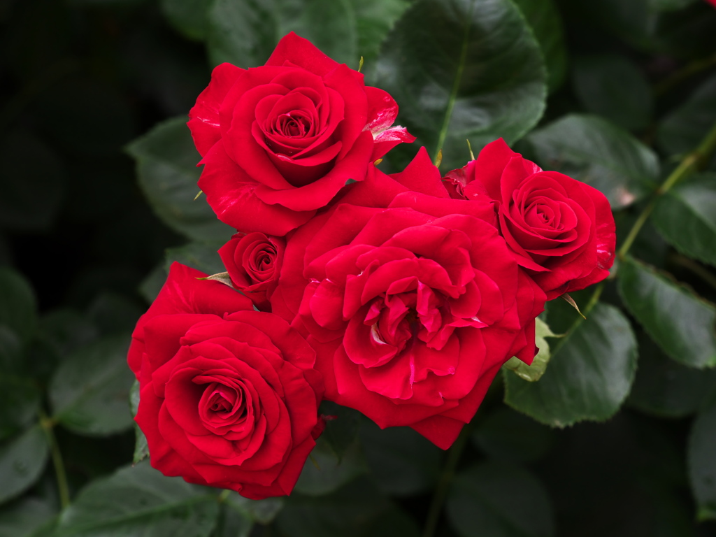 薔薇の微笑み♪19